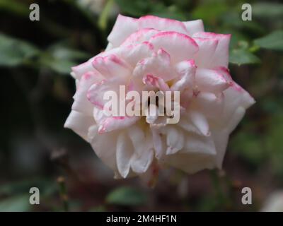 Nahaufnahme von rosa und weißen Rosen, die im Sommer im Garten blühen Stockfoto