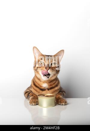 Goldene bengalische Katze mit einer Dose Dosenfutter auf weißem Hintergrund. Stockfoto