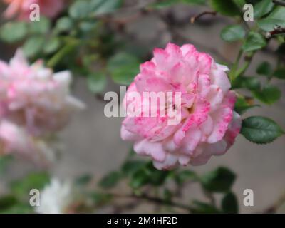Nahaufnahme der rosa und weißen Rosenblüte Stockfoto
