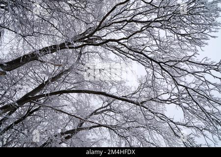 Landschaftlich reizvoller winterlicher Hintergrund mit großen gefrorenen Bäumen, die an einem schönen Dezember-Tag vor Weihnachten mit Reisig bedeckt sind (Bayern, Deutschland) Stockfoto