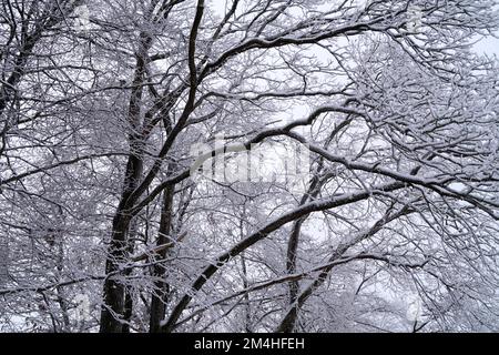 Landschaftlich reizvoller winterlicher Hintergrund mit großen gefrorenen Bäumen, die an einem schönen Dezember-Tag vor Weihnachten mit Reisig bedeckt sind (Bayern, Deutschland) Stockfoto