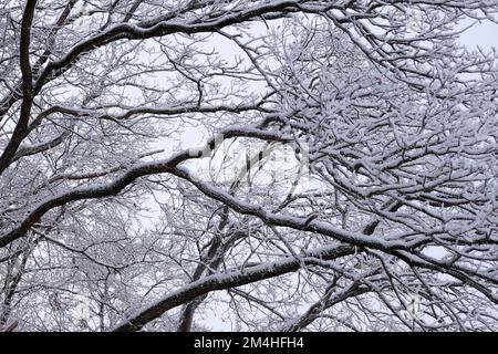 Landschaftlich reizvoller winterlicher Hintergrund mit großen gefrorenen Bäumen, die an einem schönen Dezember-Tag vor Weihnachten mit Reisig bedeckt sind (Bayern, Deutschland) Stockfoto