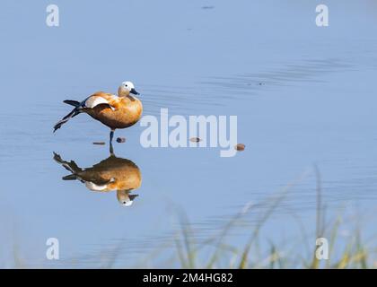 Ein ruddy Shelduk in einem See Stockfoto