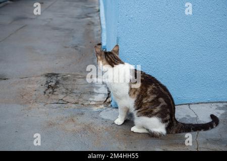 Goiania, Goiás, Brasilien – 20. Dezember 2022: Eine Katze auf dem Betonboden, die hinter der blauen Mauer wartet. Stockfoto