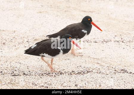 Zwei amerikanische Austernfänger (Haematopus palliatus) an einem Strand der Insel Espanola, Galapagos-Nationalpark, Ecuador. Stockfoto