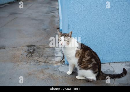 Goiania, Goiás, Brasilien – 20. Dezember 2022: Eine Katze auf dem Betonboden, die hinter der blauen Mauer wartet. Stockfoto
