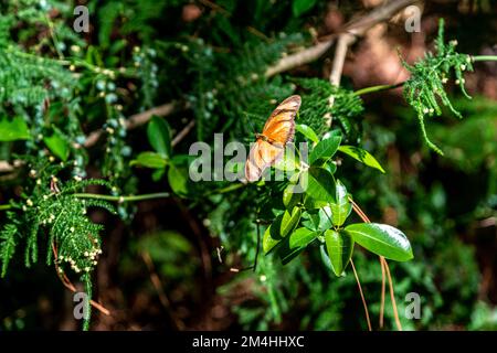 dryas iulia Schmetterling auf einer grünen Wiese Stockfoto