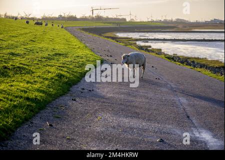 Schafe auf einem Deich mit Baufränen und Windturbinen im Hintergrund Stockfoto