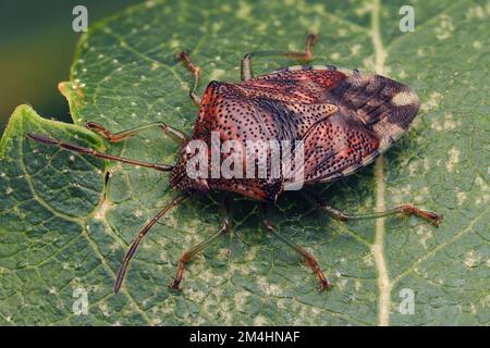 Dorsalansicht des auf Birkenblättern ruhenden Elternkäfers (Elasmucha grisea). Tipperary, Irland Stockfoto