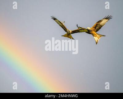 Aberystwyth, Ceredigion, Wales, Großbritannien. 21.. Dezember 2022. Am kürzesten Tag hat ein heftiger Regen an einem sonnigen Tag einen lebendigen Regenbogen erzeugt. Die roten Drachen, die es in Mid Wales gibt, fliegen durch den Regenbogen. Kredit: Phil Jones/Alamy Live News Stockfoto