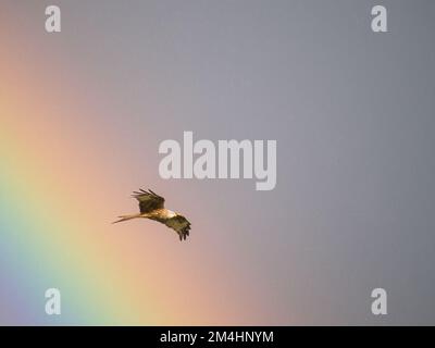 Aberystwyth, Ceredigion, Wales, Großbritannien. 21.. Dezember 2022. Am kürzesten Tag hat ein heftiger Regen an einem sonnigen Tag einen lebendigen Regenbogen erzeugt. Die roten Drachen, die es in Mid Wales gibt, fliegen durch den Regenbogen. Kredit: Phil Jones/Alamy Live News Stockfoto