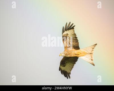 Aberystwyth, Ceredigion, Wales, Großbritannien. 21.. Dezember 2022. Am kürzesten Tag hat ein heftiger Regen an einem sonnigen Tag einen lebendigen Regenbogen erzeugt. Die roten Drachen, die es in Mid Wales gibt, fliegen durch den Regenbogen. Kredit: Phil Jones/Alamy Live News Stockfoto