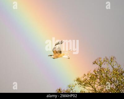 Aberystwyth, Ceredigion, Wales, Großbritannien. 21.. Dezember 2022. Am kürzesten Tag hat ein heftiger Regen an einem sonnigen Tag einen lebendigen Regenbogen erzeugt. Die roten Drachen, die es in Mid Wales gibt, fliegen durch den Regenbogen. Kredit: Phil Jones/Alamy Live News Stockfoto