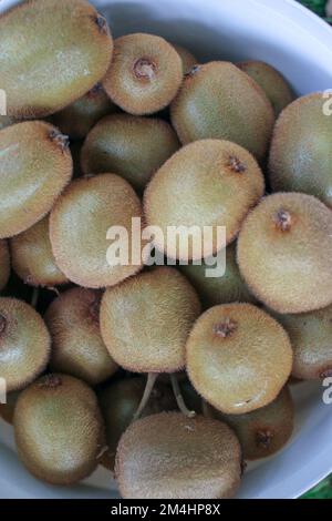 Viele große Kiwis vom Baum gepflückt Stockfoto