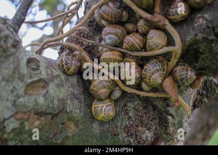 Ein paar Schnecken in einem Apfelbaum in meinem Obstgarten Stockfoto