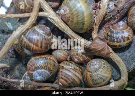 Ein paar Schnecken unter Efeu in einem Apfelbaum Stockfoto