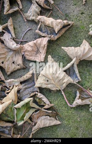 Kiwibäume liegen im Herbst auf dem Boden Stockfoto