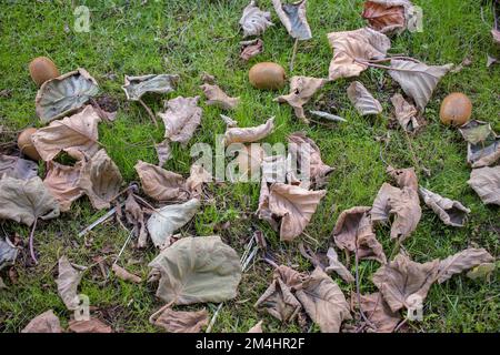 Kiwis und Blätter von Kiwis auf dem Boden Stockfoto