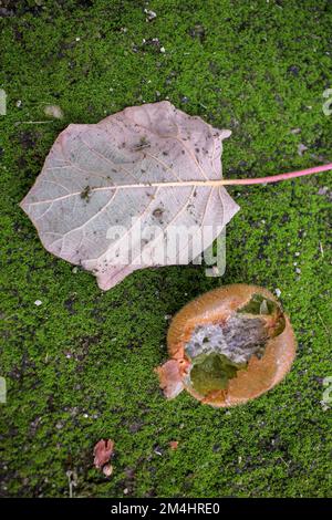 Kiwi verrottet in meinem Obstgarten und ein Blatt von einem Kiwibaum Stockfoto