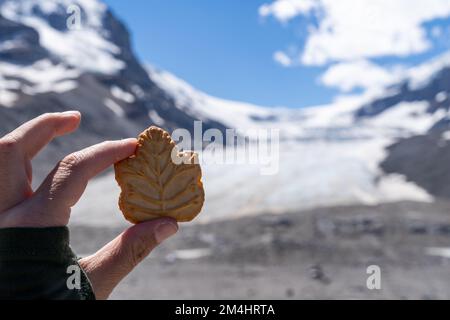 Halten Sie einen traditionellen Ahornblatt-Creme-Keks vor dem Athabasca-Gletscher auf dem Columbia Icefield in Alberta, Kanada Stockfoto
