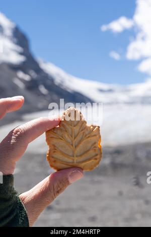 Halten Sie einen traditionellen Ahornblatt-Creme-Keks vor dem Athabasca-Gletscher auf dem Columbia Icefield in Alberta, Kanada Stockfoto