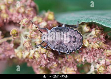 Natürliche Nahaufnahme auf einer Nymphe des gesprenkelten Schildkäfers Rhaphigaster nebulosa im Garten Stockfoto