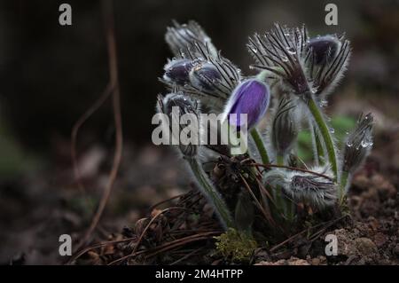 Im Frühling blühender Pascheflower (Pulsatilla patens) im litauischen Wald Stockfoto