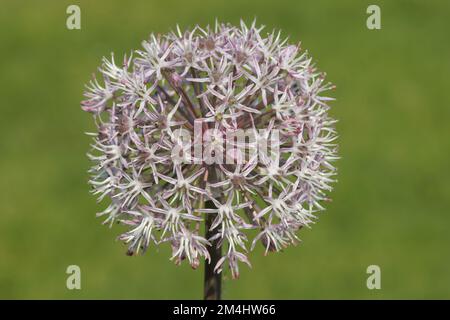 Nahaufnahme einer Knoblauchart zu Zierzwecken, Allium Karataviense oder der Riesenzwiebel vor grünem Hintergrund Stockfoto