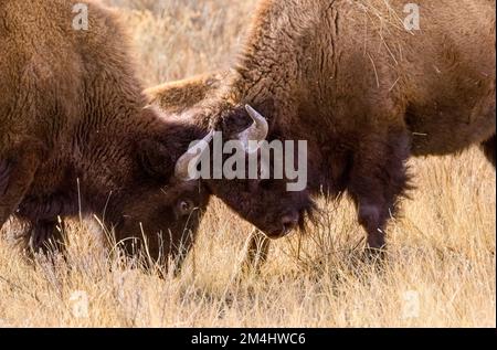 Im Rocky Mountain Arsenal Wildlife Refuge in Colorado treffen sich zwei amerikanische Bison-Köpfe auf die Prärie. Stockfoto