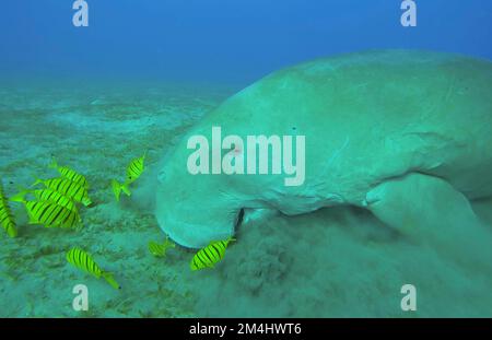 Kokkose-up von Seekuh (Dugong Dugon), die Algen auf Seegraswiesen isst. Dugong begleitet von einer Schule des goldenen Trevally (Gnathanodon speciosus)-Fisches Stockfoto