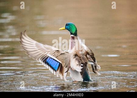 Mallard oder Wildente (Anas platyrhynchos), männliche Flügel an einem See, Bayern, Deutschland Stockfoto