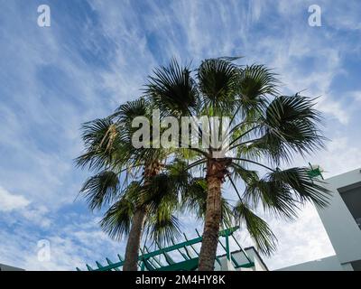 Palmen vor blauem Himmel, Lanzarote, Kanarische Inseln, Spanien, Europa Stockfoto