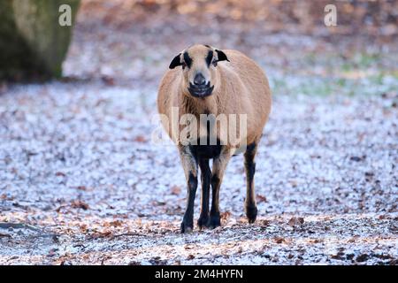 Weibliches Kameruneschaf (Ovis aries) auf einer frostigen Wiese, Bayern, Deutschland Stockfoto