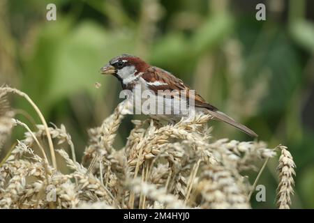 Hausspatz (Passer domesticus), männlich, der Körner aus dem Ohr pickt, im Weizenfeld, Allgaeu, Bayern, Deutschland Stockfoto