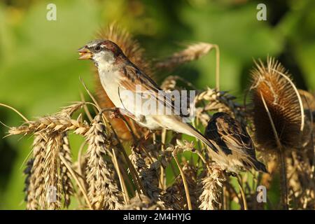 Hausspatz (Passer domesticus), männlich, der Körner aus dem Ohr pickt, im Weizenfeld, Allgaeu, Bayern, Deutschland Stockfoto