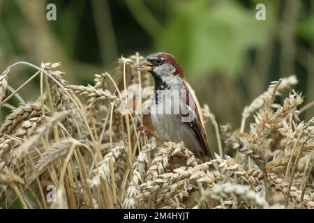 Hausspatz (Passer domesticus), männlich, der Körner aus dem Ohr pickt, im Weizenfeld, Allgaeu, Bayern, Deutschland Stockfoto