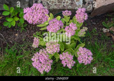 Showy Stonecrop (Hylotelephium spectabile), Niedersachsen, Deutschland Stockfoto