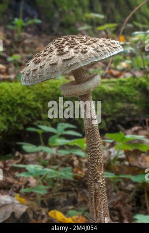 Sonnenschirm oder Riesenschirmpilz (Macrolepiota procera) in einem Mischwald, Franken, Bayern, Deutschland Stockfoto