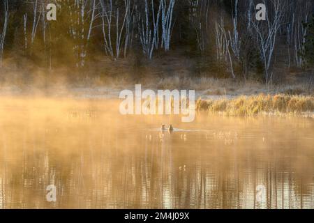Morgennebel, schwimmende Enten auf einem Beaverteich im Frühling, Greater Sudbury, Ontario, Kanada Stockfoto