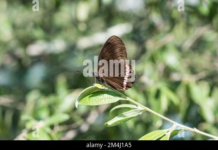 Der hochgezogene Rote Rand (Biblis hyperia ssp aganisa) in Mexiko. Diese Unterart scheint jetzt eine volle Art B.aganisa zu sein Stockfoto