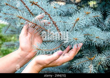 Vorsicht gegenüber der Natur. Die sanfte Berührung von Frauenhänden mit den Zweigen einer blauen Fichte. Nahaufnahme. Selektiver Fokus. Stockfoto