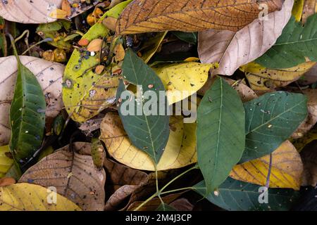 Ein Haufen bunter Blätter aus der Nähe. Hintergrundtextur. Stockfoto