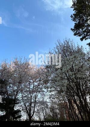 Die weißen Magnolien und Kirschblüten sind in Südkorea erblüht Stockfoto