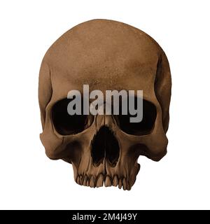 Human Skull Fossil Frontansicht Digitale Kunst Von Winters860 Isolierter, Transparenter Hintergrund Stockfoto