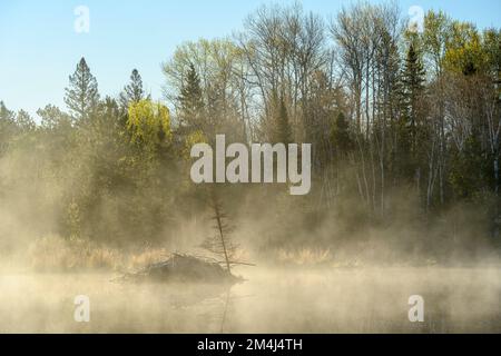 Morgennebel bei Sonnenaufgang auf einem Biberteich im Frühling, Greater Sudbury, Ontario, Kanada Stockfoto