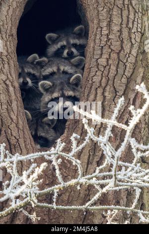 Junge Waschbären (Procyon lotor), die im Winter in Hessen aus ihrer Baumhöhle schauen Stockfoto