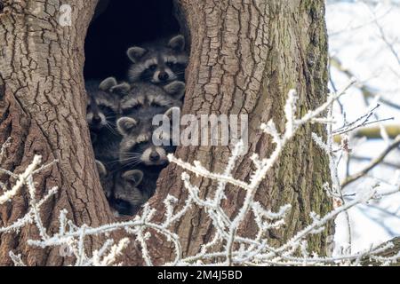 Junge Waschbären (Procyon lotor), die im Winter in Hessen aus ihrer Baumhöhle schauen Stockfoto