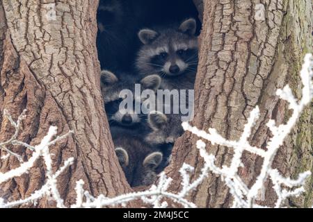 Junge Waschbären (Procyon lotor), die im Winter in Hessen aus ihrer Baumhöhle schauen Stockfoto