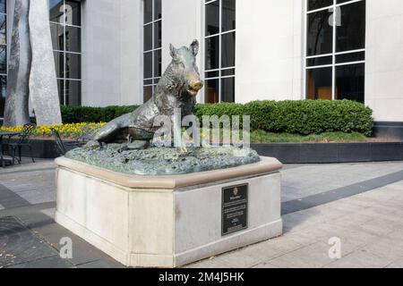 Die Statue eines Wildschweins in der Innenstadt von Greenville, South Carolina. Stockfoto