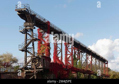 Wilde Weinrebe in Herbstfarben, die auf Stahlkonstruktionen wächst, stillgelegte Stahlwerke, Landschaftspark Duisburg-Nord, Duisburg-Meiderich, Norden Stockfoto